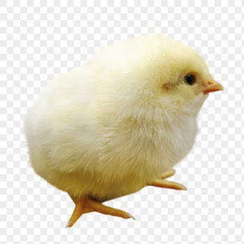 Chick png clipart, farm animal, | Free PNG - rawpixel