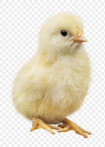 Chick png clipart, farm animal, | Free PNG - rawpixel