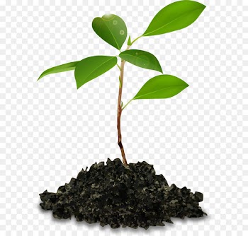 Chicken 0 Skin Plant - Planting trees 