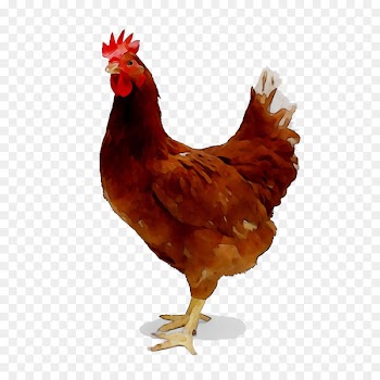 Chicken as food Broiler Poultry farming -  