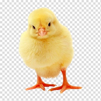 Chicken Baby Animals European rabbit Duck Infant, purple heart transparent background PNG clipart