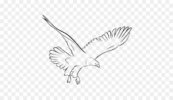 Chicken, Bald Eagle, Drawing, Bird, White PNG