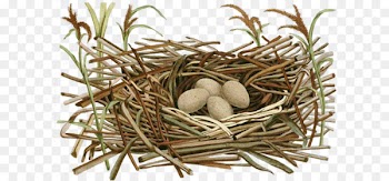 Chicken Bird nest Clip art - Round pet egg 