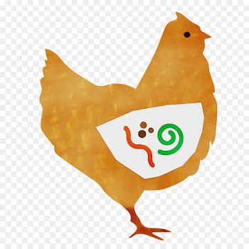 chicken bird rooster beak livestock