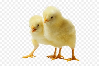 Chicken, Broiler, Chicken Curry, Bird PNG