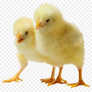 Chicken Broiler Clip art - Meat Chicken Chicken Chicken 