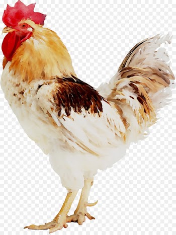 Chicken Broiler Rooster Poultry Egg -  