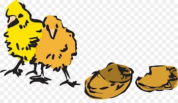 Chicken Clip art stock.xchng Broiler Egg - chicken 