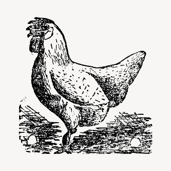Chicken clipart, vintage hand drawn | Free Vector - rawpixel