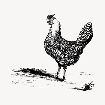 Chicken clipart, vintage hand drawn | Free Vector - rawpixel