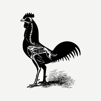 Chicken collage element, black & | Free PSD Illustration - rawpixel