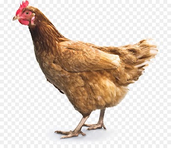 Chicken curry Fried chicken Broiler Buffalo wing - Chickens Png 