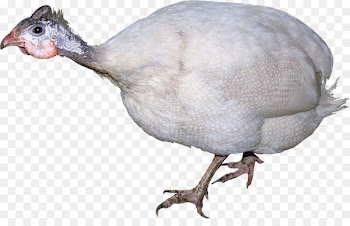 Chicken Domestic turkey Broiler Poultry Stock photography - chicken 