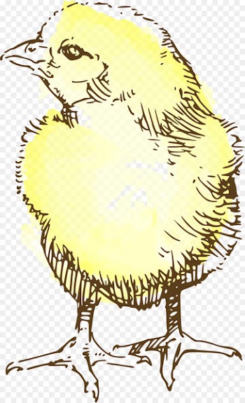 Chicken Drawing Clip art - Beautifully hand-painted wild chick Aberdeen 