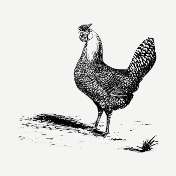 Chicken drawing, vintage illustration psd. | Free PSD - rawpixel
