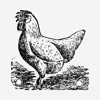 Chicken drawing, vintage illustration psd. | Free PSD - rawpixel