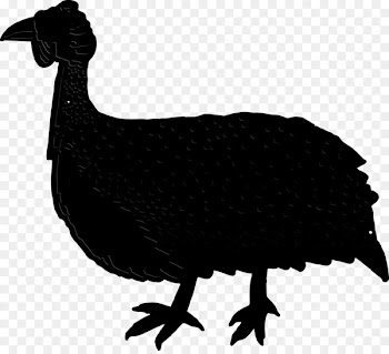 Chicken Ducks, Geese and Swans Cygnini Goose Bird -  