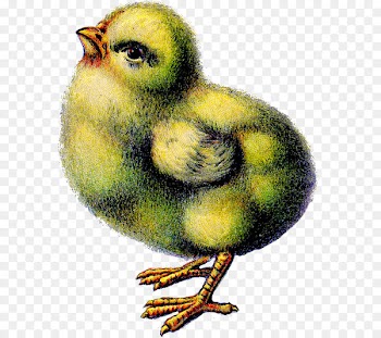 Chicken Easter Bunny Easter postcard Clip art - chicken 
