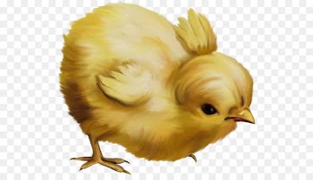 Chicken Easter Kifaranga Clip art - chick 