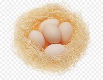 Chicken egg Chicken egg Food Incubator - egg 
