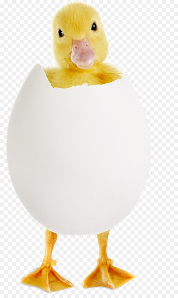 Chicken Egg High-definition television Display resolution Wallpaper - Animals Duck 