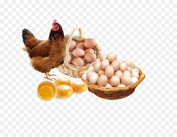 Chicken egg Poster Advertising - egg 