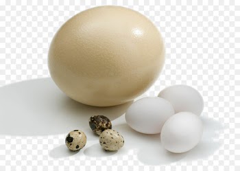 Chicken Goose Common ostrich Duck Quail - Ostrich egg, Egg Quail Egg 