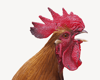 Chicken head, isolated animal image | Free PSD - rawpixel