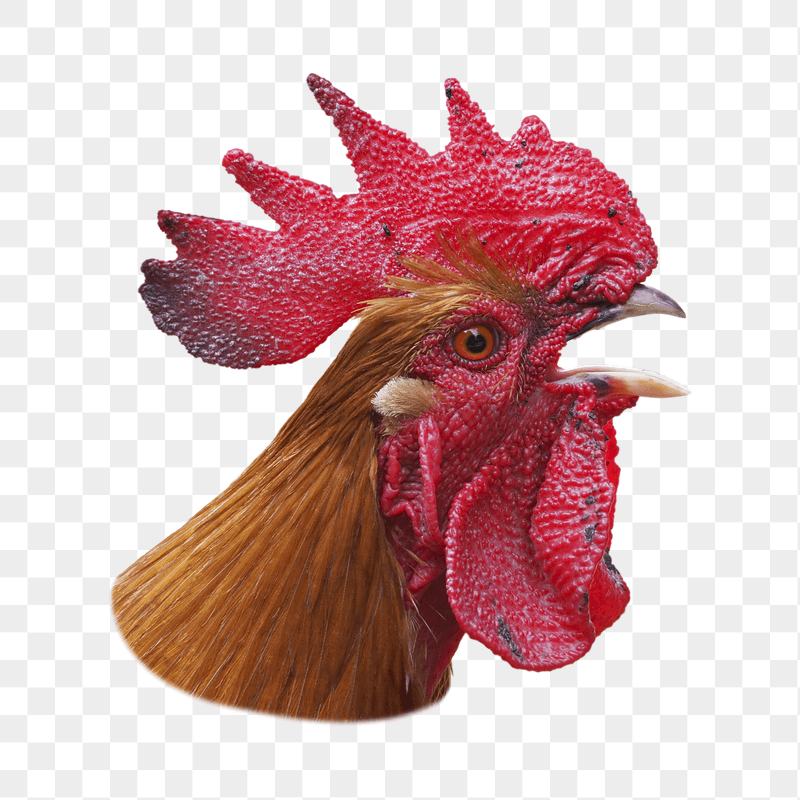 Chicken head png sticker, transparent | Free PNG - rawpixel