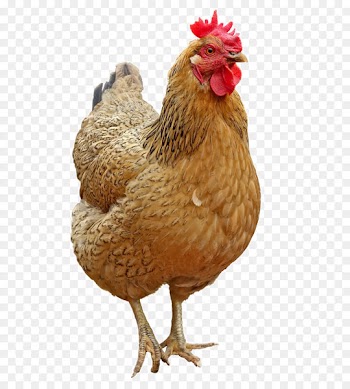 Chicken Icon - Lovely hen 
