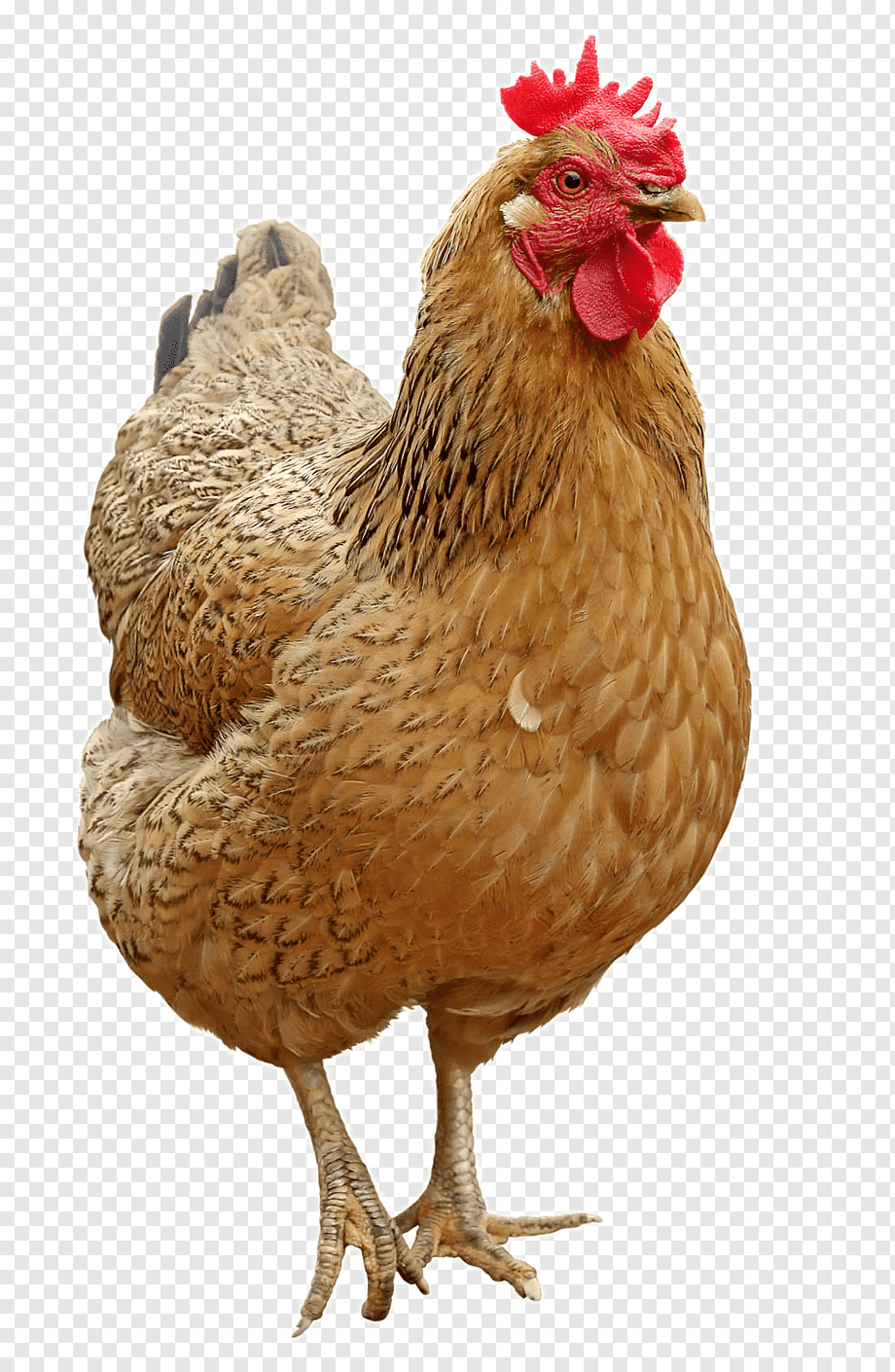 Chicken Icon, Lovely hen, brown rooster, animals, galliformes, bird png