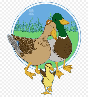 Chicken Illustration Clip art Landfowl Beak - chicken 