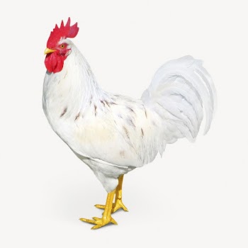 Chicken isolated on white, real | Free PSD - rawpixel