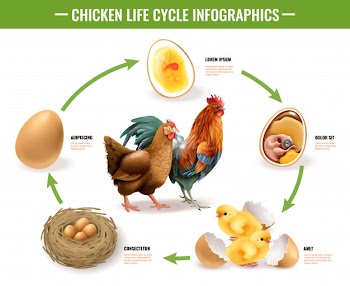 Chicken life cycle stages realistic infographic composition from fertile eggs embryo development to hatching chicks Free Vector