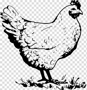 Chicken Line art Rooster , Hen transparent background PNG clipart