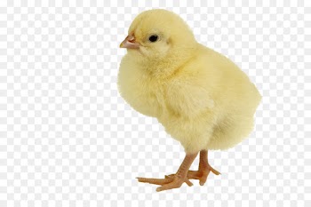 Chicken meat Duck Infant - Single Baby Chicken Png 