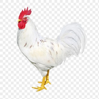 Chicken  png clipart, farm | Free PNG - rawpixel