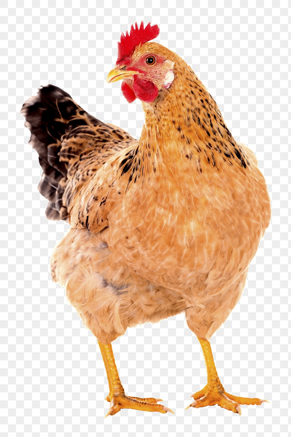 Chicken png sticker, farm animal | Free PNG - rawpixel