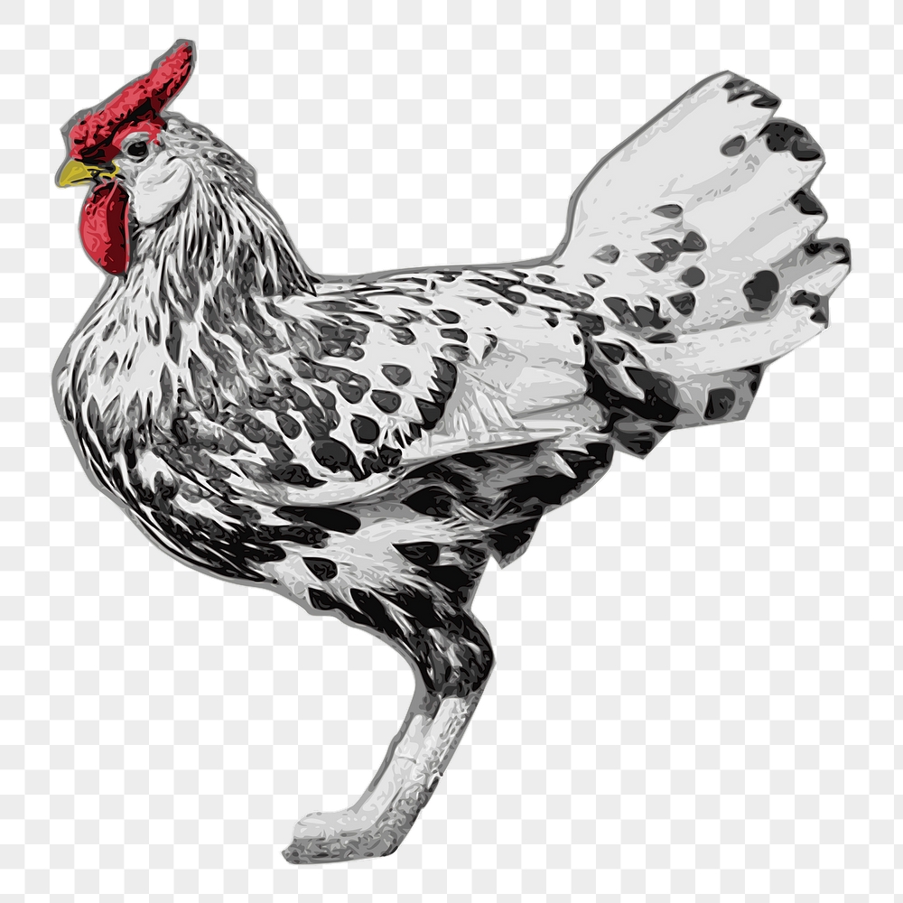 Chicken png sticker, farm animal | Free PNG - rawpixel