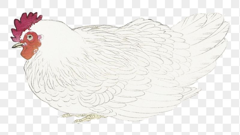 Chicken png sticker,  farm | Free PNG - rawpixel