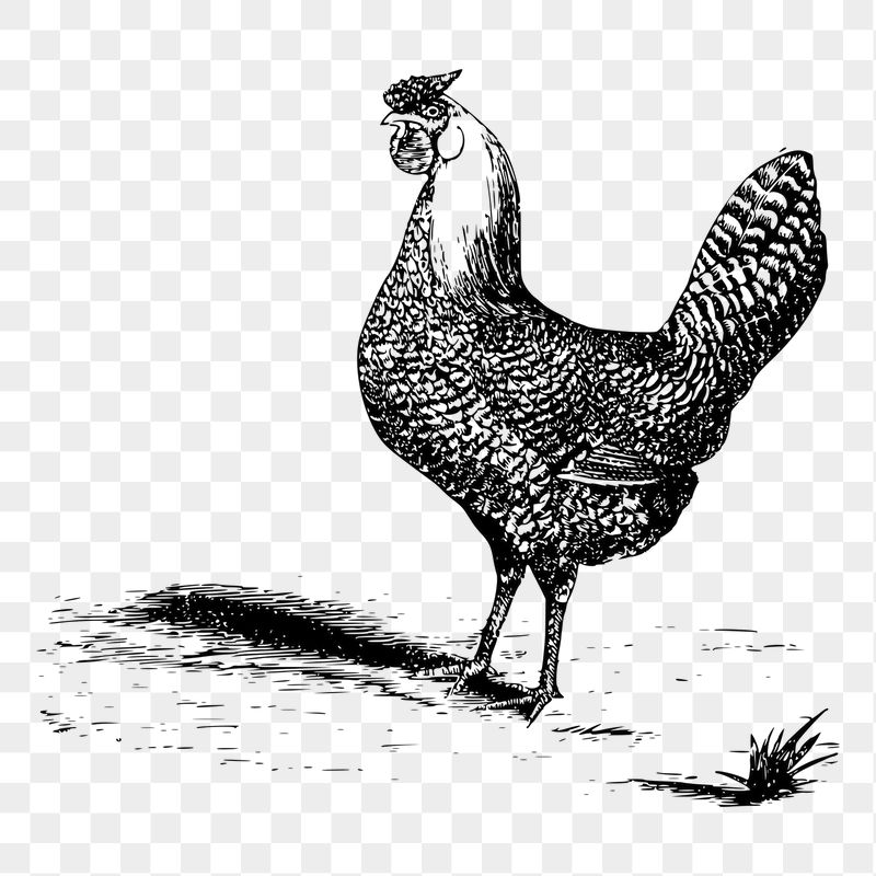 Chicken png sticker illustration, transparent | Free PNG - rawpixel