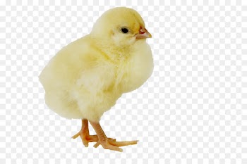 Chicken Portable Network Graphics Image Desktop Wallpaper Computer Icons -  