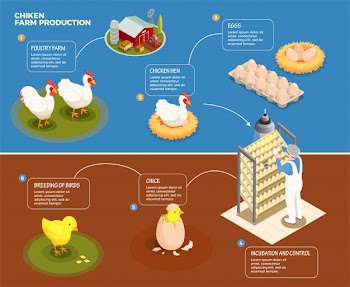 Chicken production step by step scheme from poultry farm to incubation control and breeding of chick isometric illustration Free Vector
