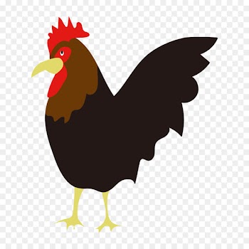 Chicken, Rooster, Bird PNG