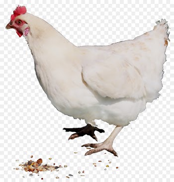Chicken Rooster Cairo Poultry disease -  