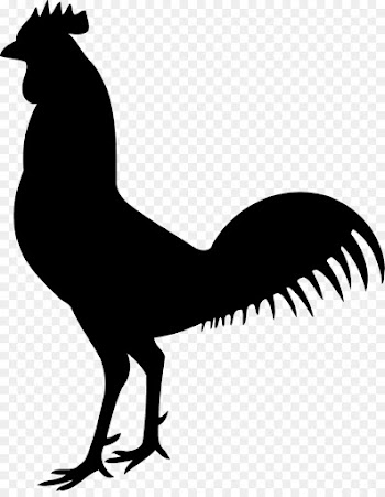 Chicken, Rooster, Poultry PNG