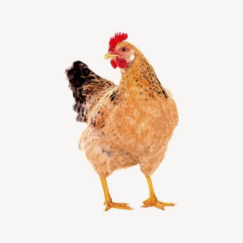 Chicken sticker, farm animal illustration | Free PSD - rawpixel