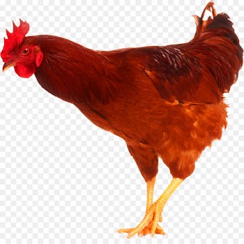 Chicken Stock photography Rooster Image Poultry - chicken 