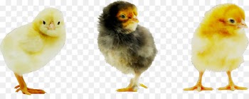 Chicken Stock photography Royalty-free Shutterstock Depositphotos -  