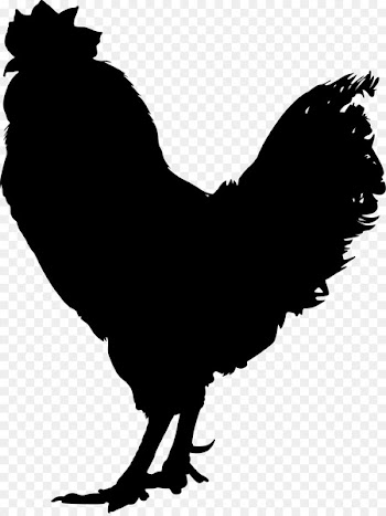 Chicken Vector graphics Rooster Illustration Royalty-free -  